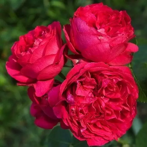 Ред Еден Роуз (Red Eden Rose)