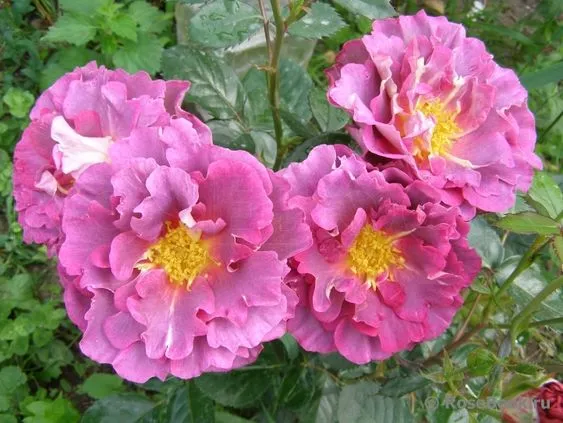 Блаувештадт (Blauwestad).