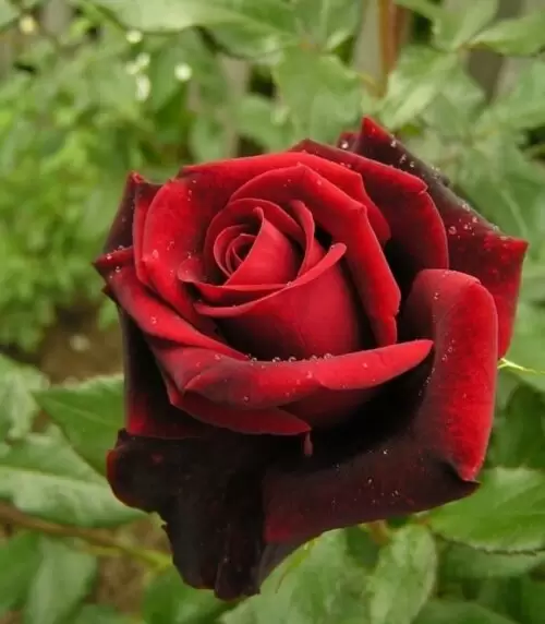 Блек Меджик (Black Magic)
