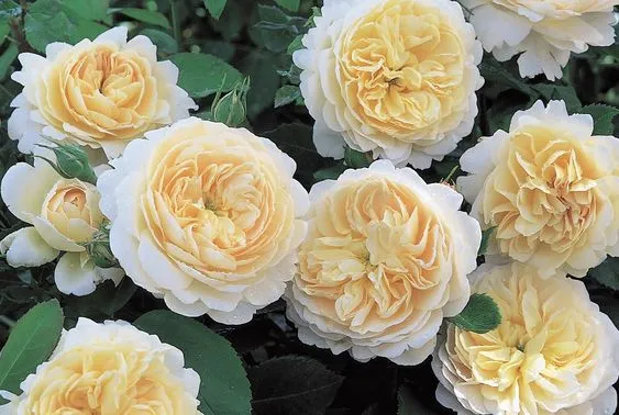 Крокус Роуз (Crocus Rose) - Зображення 2