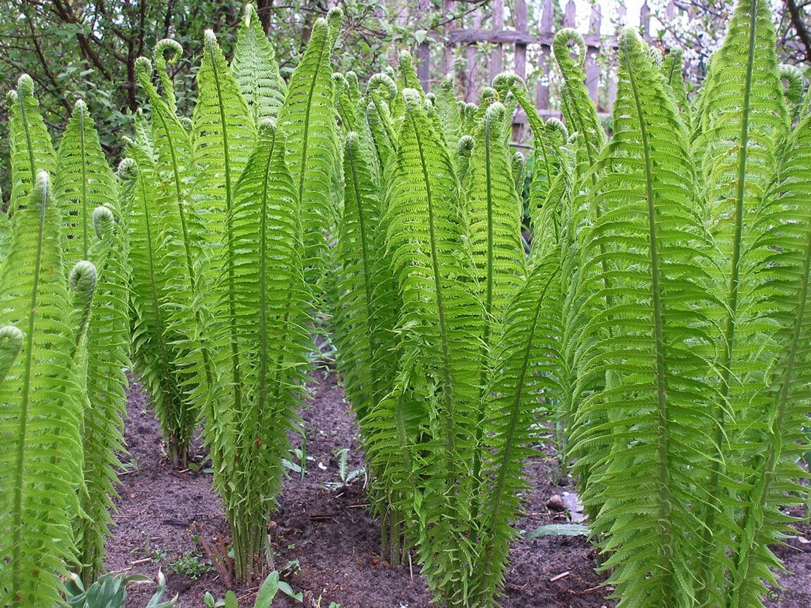 Папороть Страусове Перо (Matteuccia struthiopteris) - Зображення 2