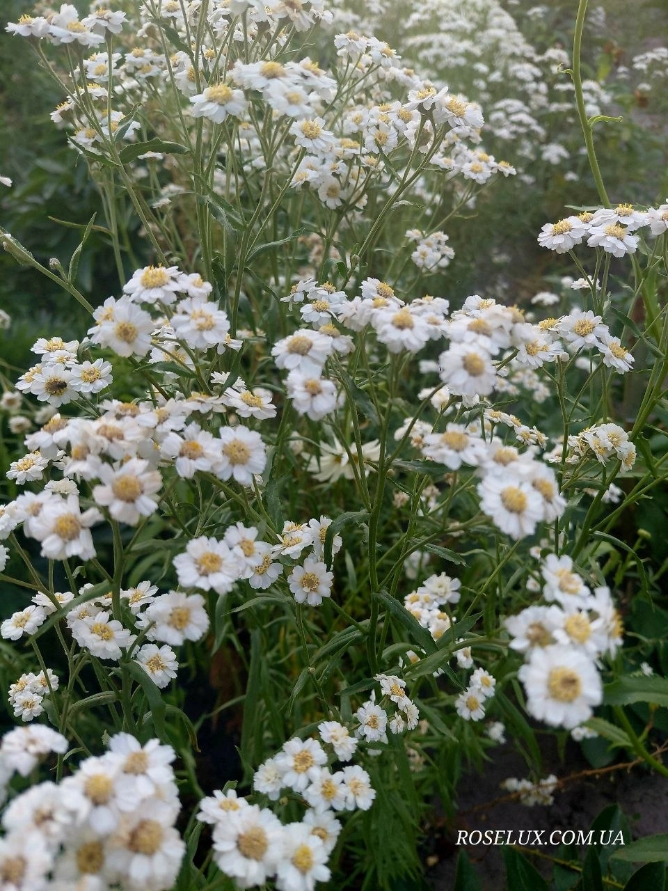 Деревій цілолистий / Achillea Ptarmica - Зображення 3
