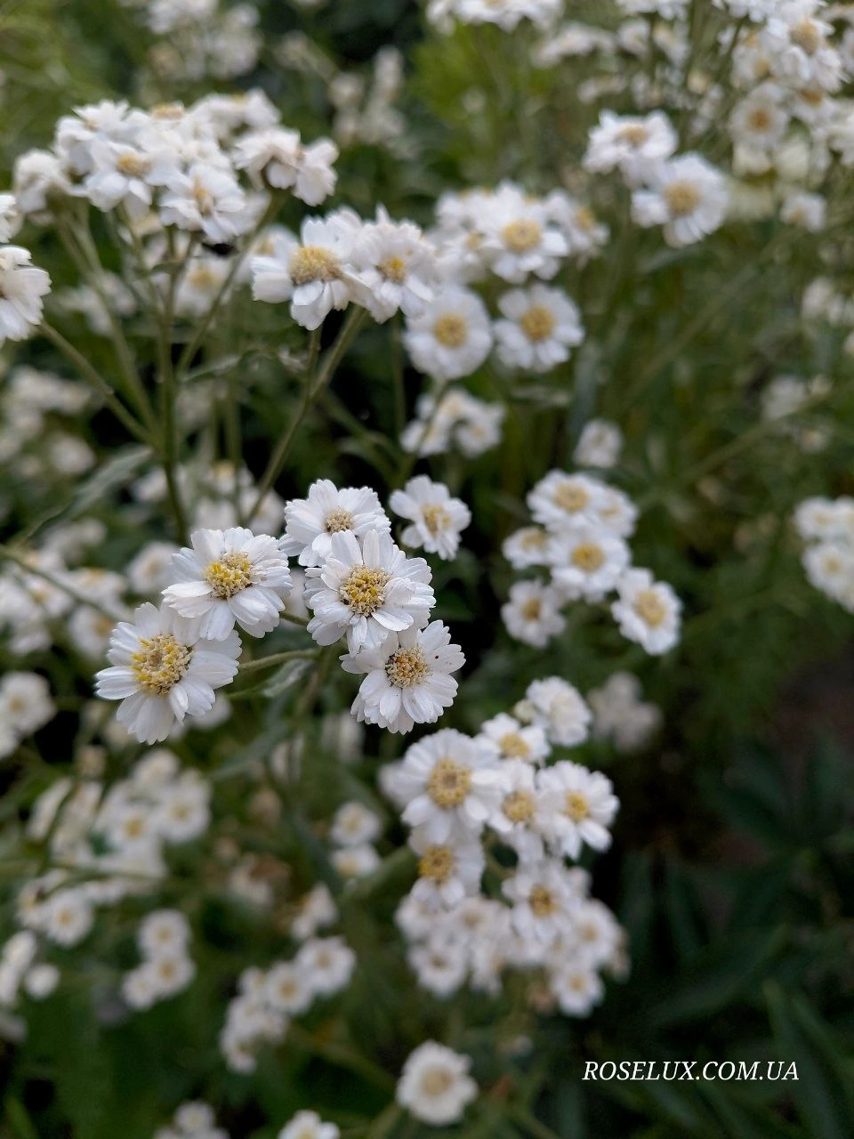 Деревій цілолистий / Achillea Ptarmica - Зображення 4