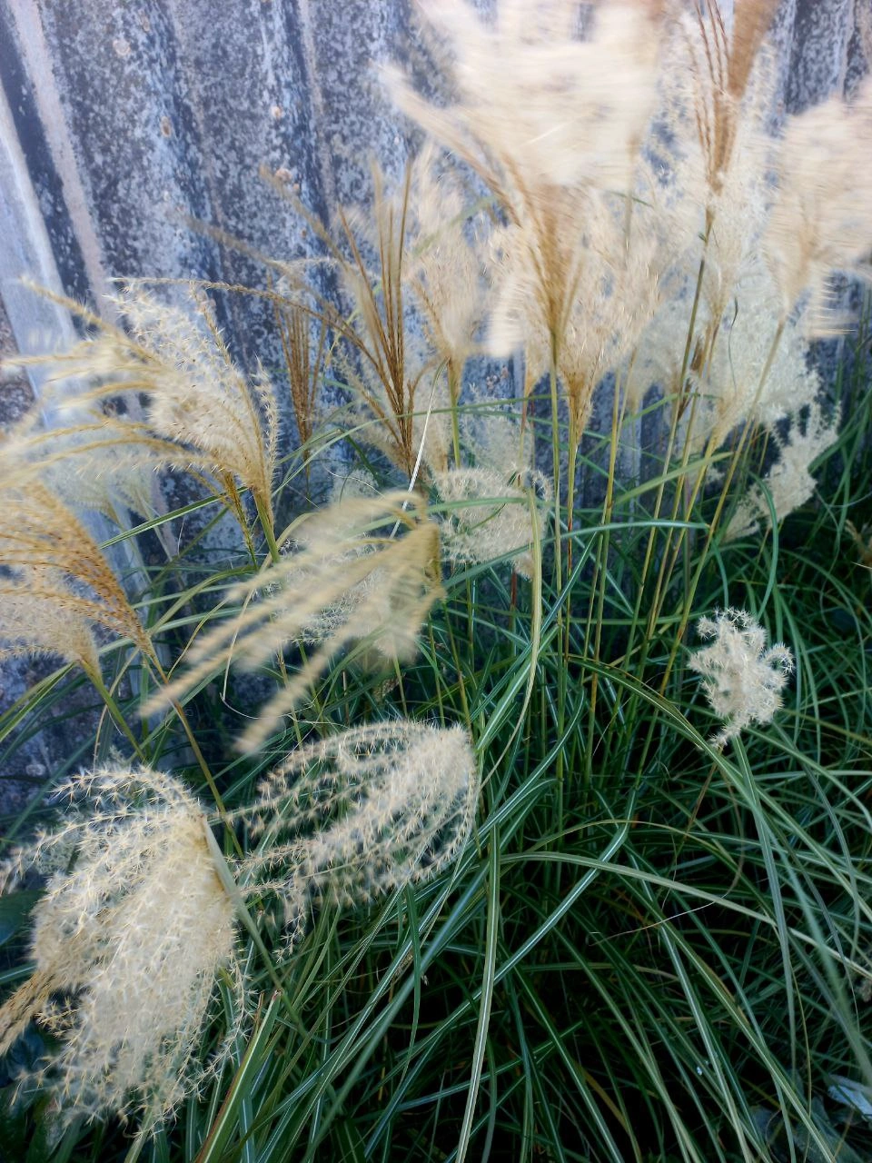 Міскантус китайський /Miscanthus sinensis - Зображення 2
