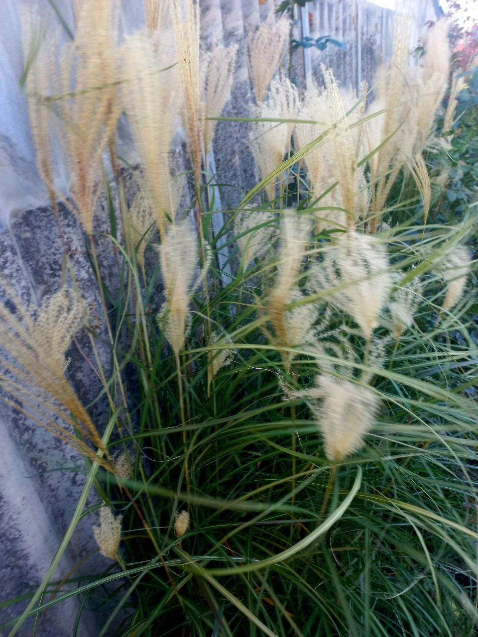 Міскантус китайський /Miscanthus sinensis