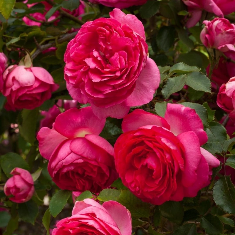 ЦИКЛАМЕН П'єр де Ронсар (Cyclamen Pierre de Ronsard) НОВИНКА!