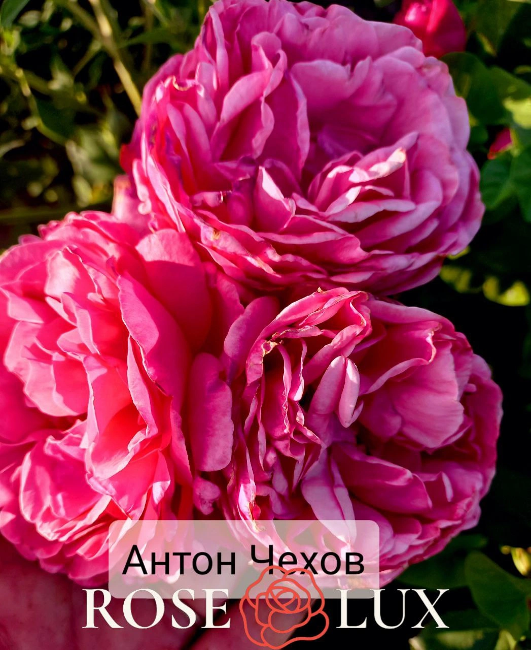 Лін Рено/Антон Чехов (Line Renaud/Anton Tchekhov)