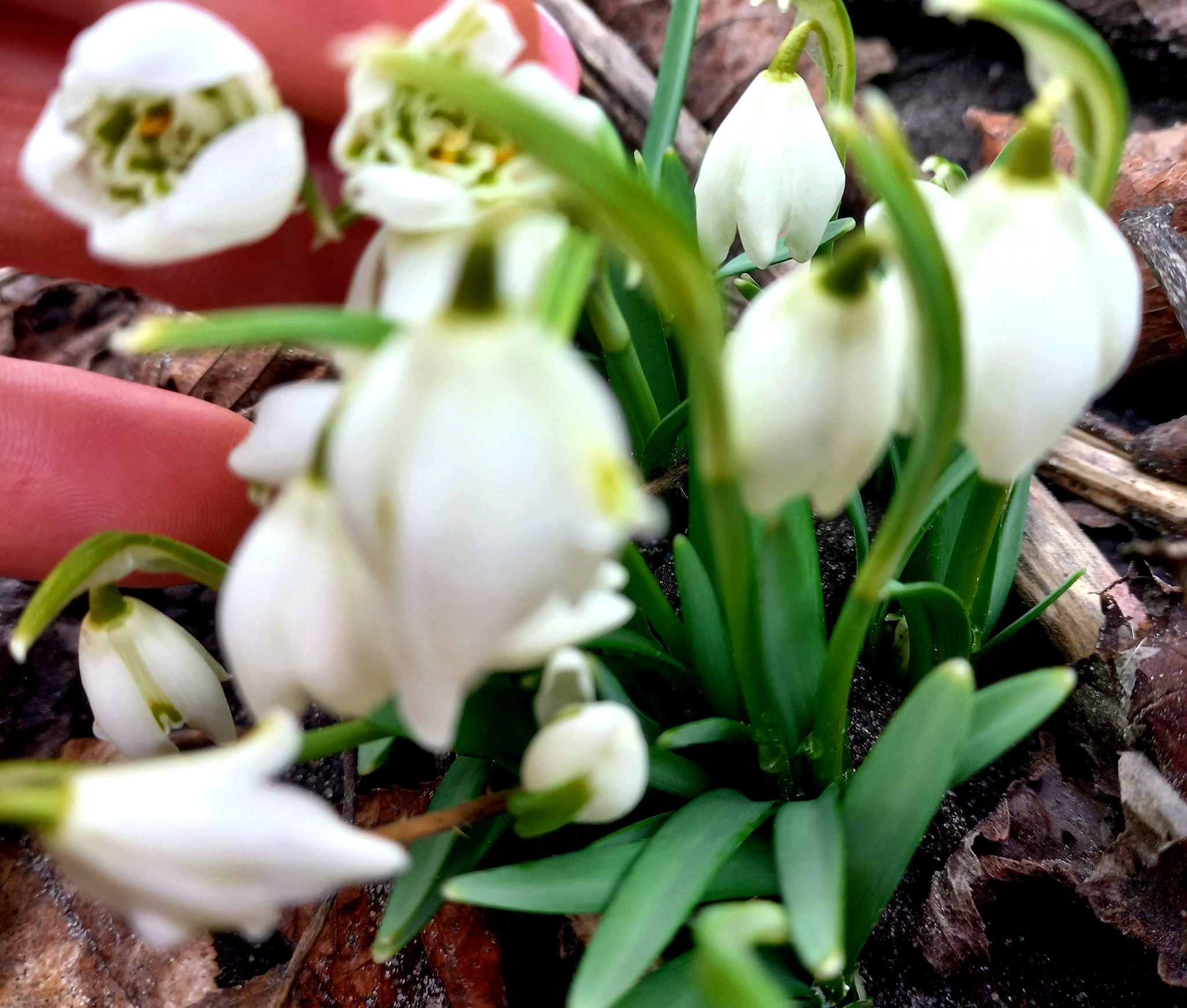Галантус/Підсніжник Флора Плено/Flore Pleno(махровий). 3 шт - Зображення 2