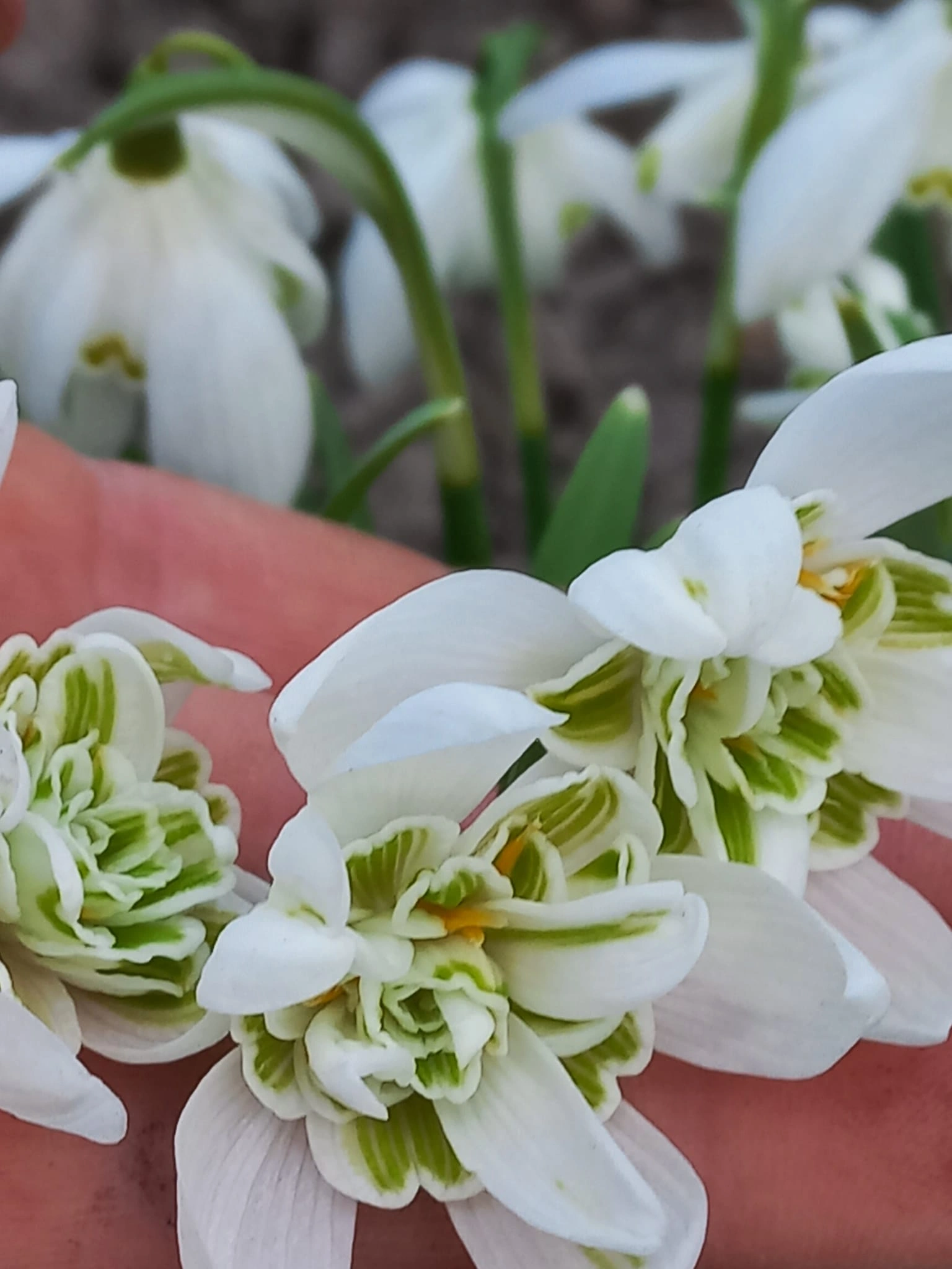Галантус/Підсніжник Флора Плено/Flore Pleno(махровий). 3 шт