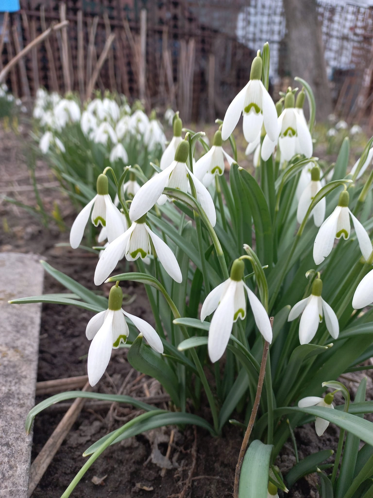 Підсніжник/галантус звичайний (Galanthus nivalis) 10 шт.