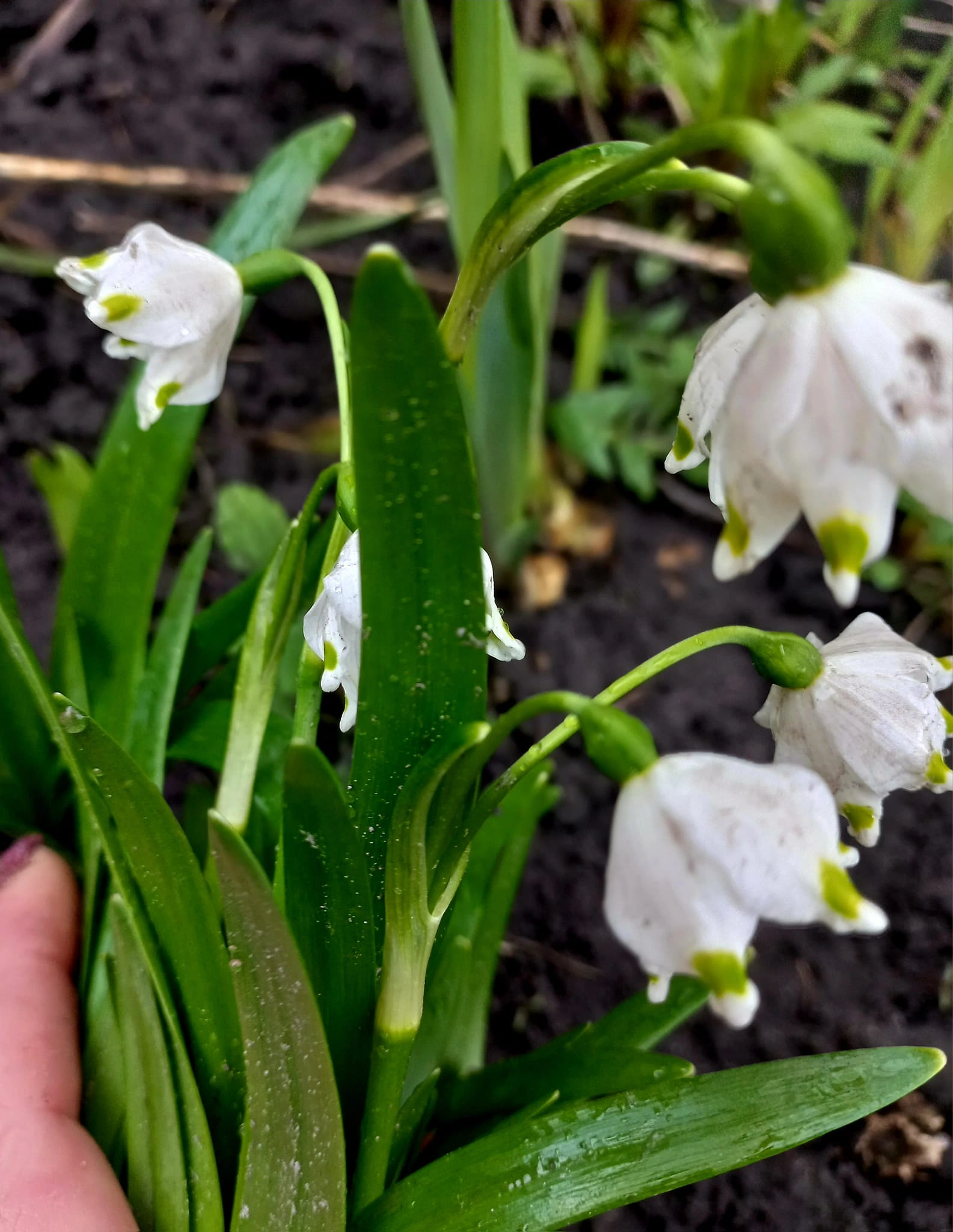 Білоцві́т весняний (Leucojum vernum) 5 шт. - Зображення 2