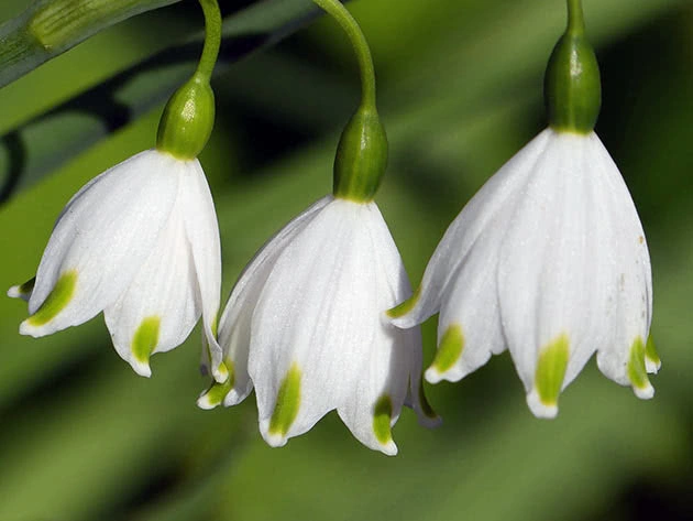 Білоцві́т весняний (Leucojum vernum) 5 шт. - Зображення 3