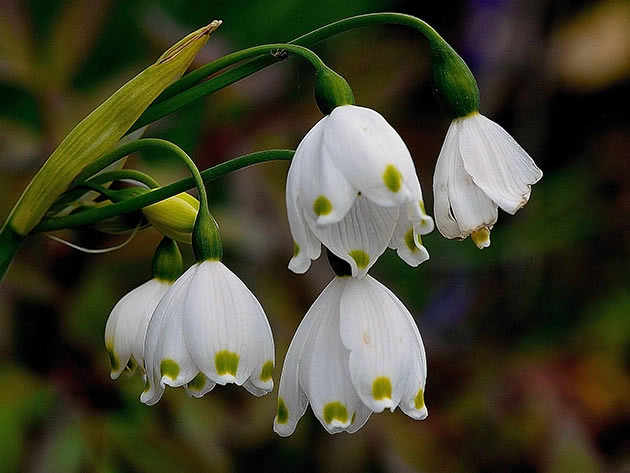 Білоцві́т весняний (Leucojum vernum) 5 шт.