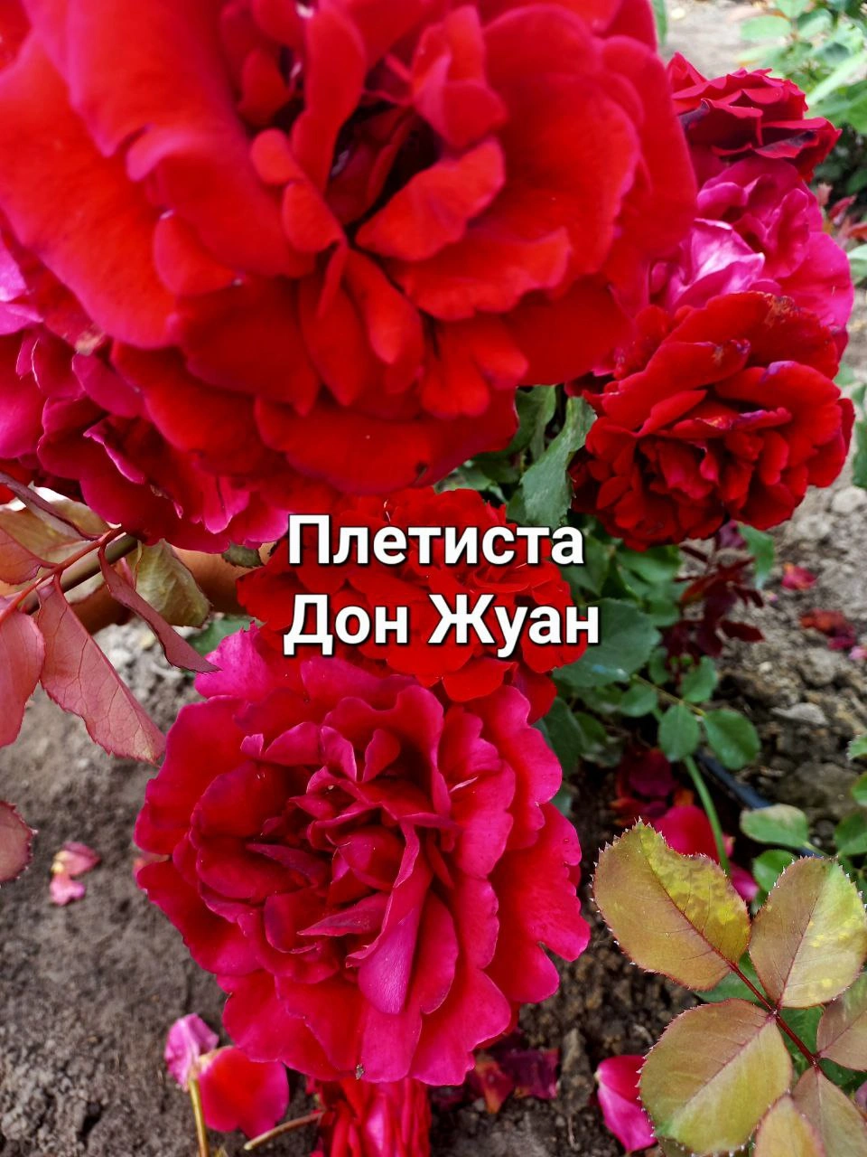 Дон Жуан (Don Juan)