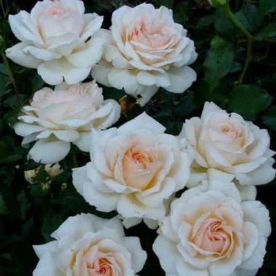 Чандос Бьюті (Chandos Beauty)