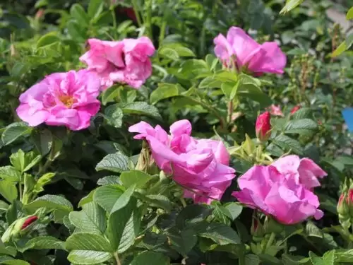 Троянда зморшкувата Фоксі Павемент (Rosa rugosa Foxi Pavement) - Зображення 3