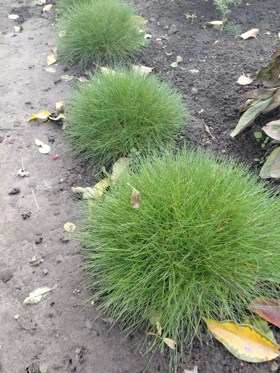 Вівсяниця Готьє ‘Festuca gautieri’ - Зображення 2