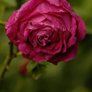 Марі Бауманн (Marie Baumann)