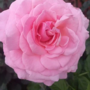 Рожева Перлина (Pink Pearl)? НАЗВА УМОВНА!