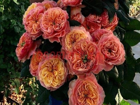 Кенсінгтон Гарден (Kensington Gardens) НОВИНКА! - Зображення 6