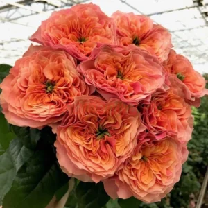 Кенсінгтон Гарден (Kensington Gardens) НОВИНКА!