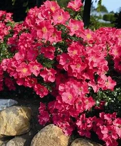 Штадт Ром (Stadt Rom) НОВИНКА!