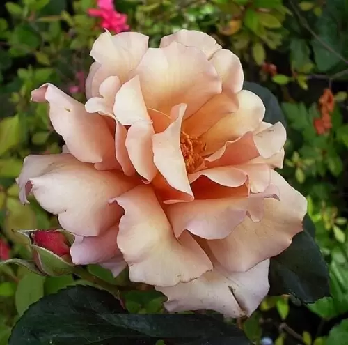 Джуліас Роуз/Шоколад Роуз (Julia's Rose/Pashley Manor Rose/Chocolate Rose) - Зображення 2