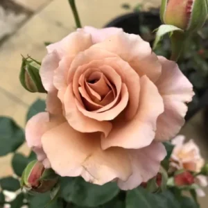 Джуліас Роуз/Шоколад Роуз (Julia's Rose/Pashley Manor Rose/Chocolate Rose)