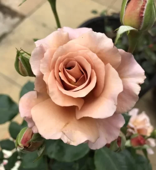 Джуліас Роуз/Шоколад Роуз (Julia's Rose/Pashley Manor Rose/Chocolate Rose)