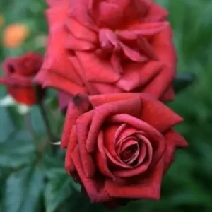 Джоселін (Jocelyn)