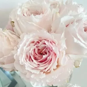 Цугумі (Tsugumi) НОВИНКА!