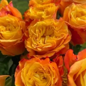 Оранж Ріва (Orange Reeva) НОВИНКА!