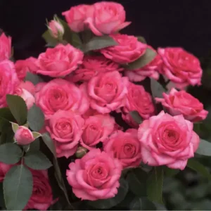 Белла Лінда Пінк (Bella Linda Pink) НОВИНКА!