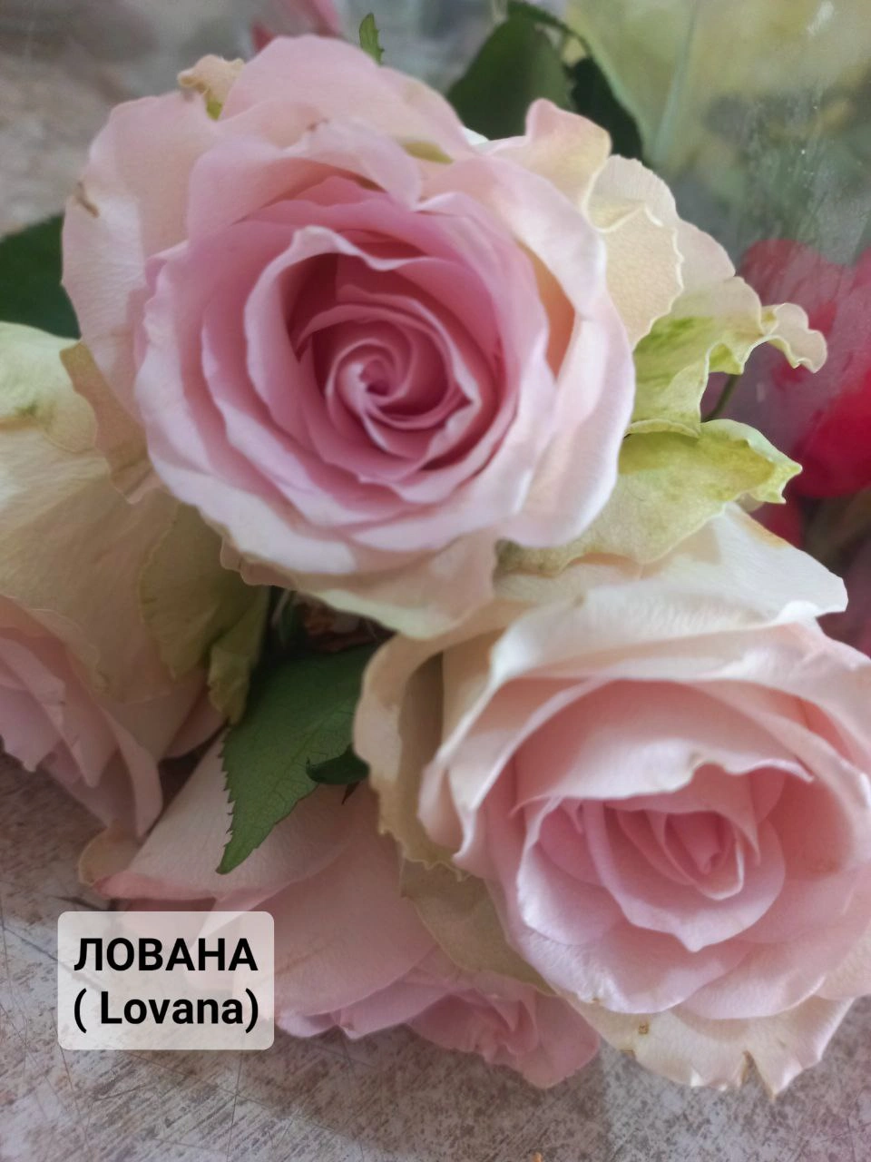 Лованна (Lovana) СУПЕРНОВИНКА! - Зображення 2