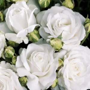 Анна Київська (Anne de Kiev) НОВИНКА!