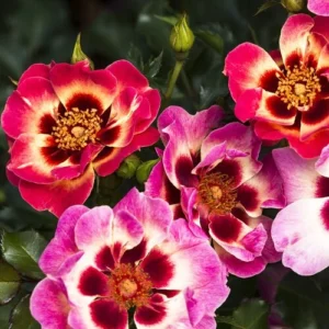 Блашинг Бебілон Айс (Blushing Babylon Eyes) НОВИНКА!