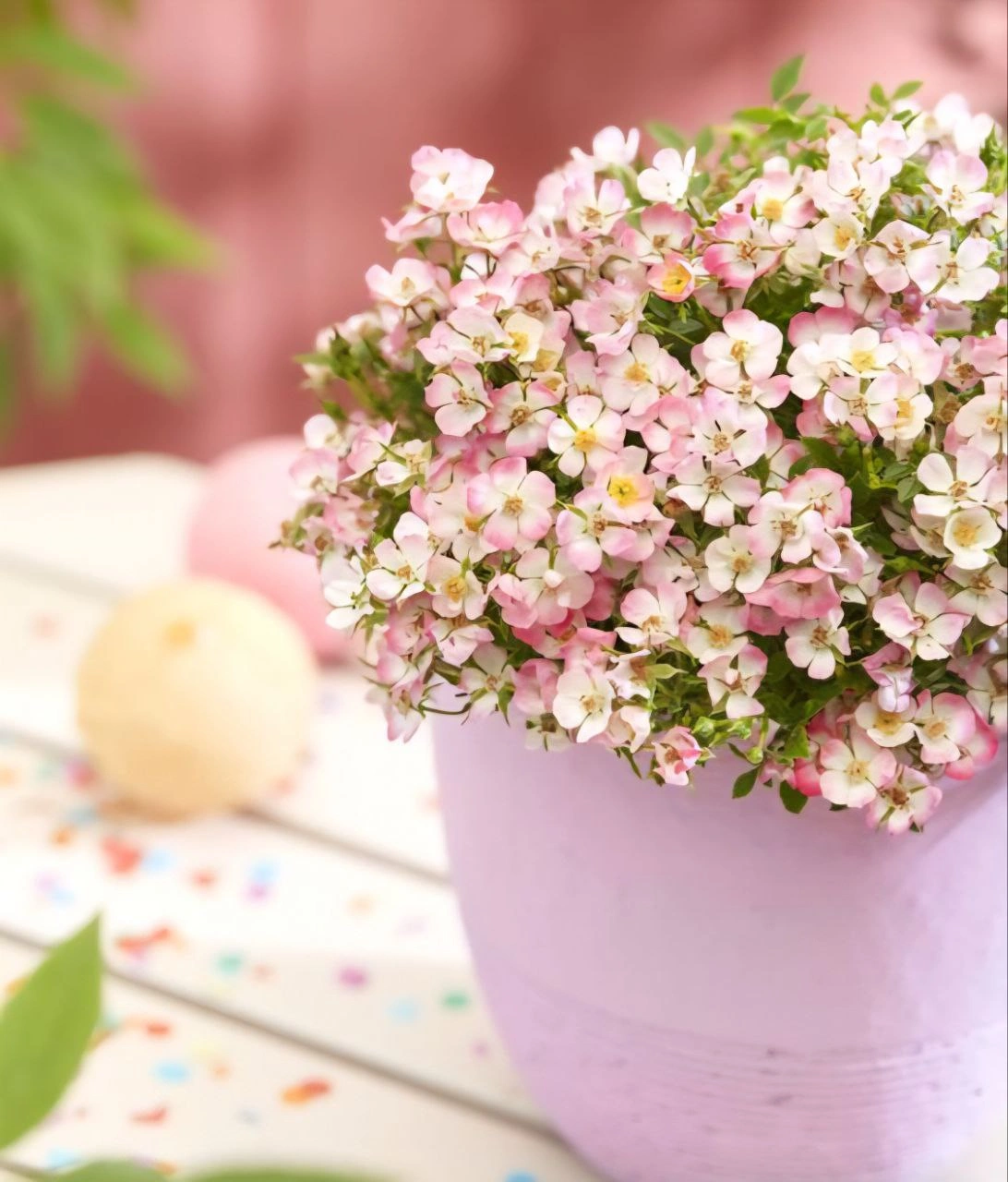 Куті Пає (Cutie Pie) НОВИНКА! - Зображення 2