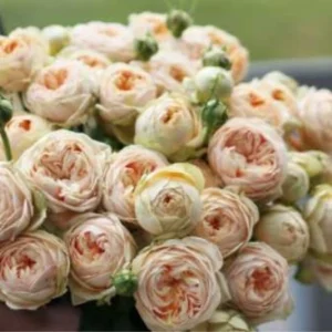 Світ Каталіна (Sweet Catalina) НОВИНКА!