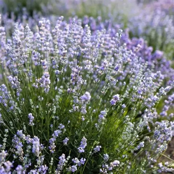 Лаванда вузьколиста (Lavender angustifolia) - Зображення 2