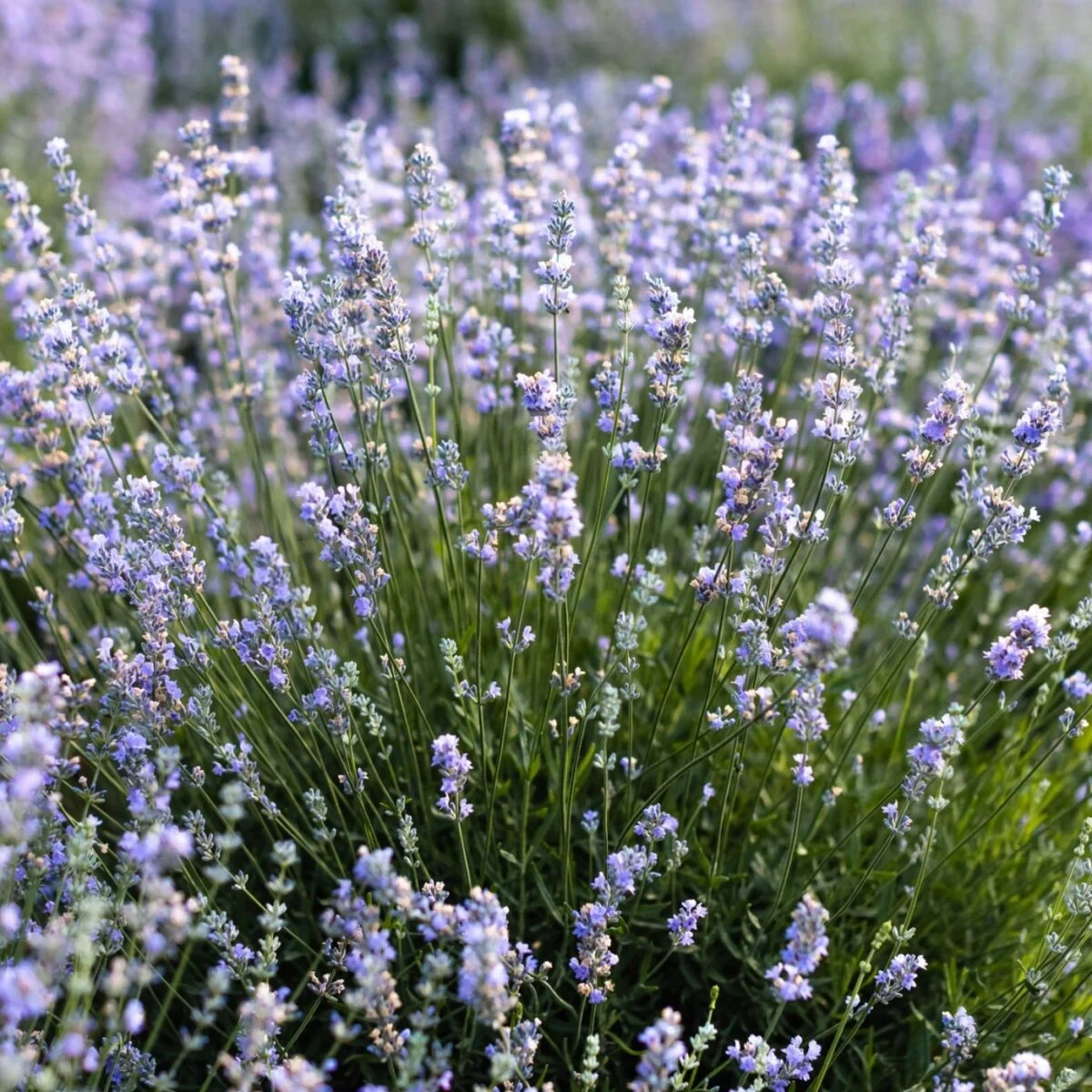 Лаванда вузьколиста (Lavender angustifolia)