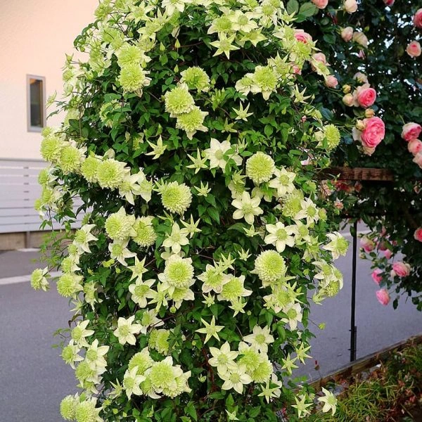 Клематис 'Green Passion' (Грін Пассіон) - Зображення 2