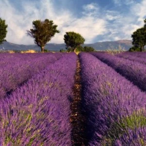 Лаванда Прованс (Provence)