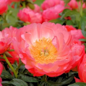 Півонія Корал Шарм (Coral Charm)