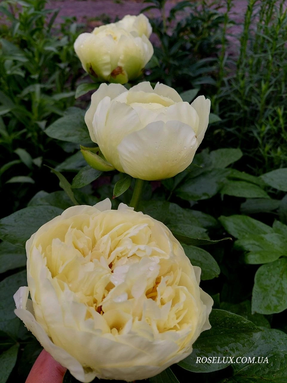 Півонія Лемон Шифон (Lemon Chiffon) - Зображення 5