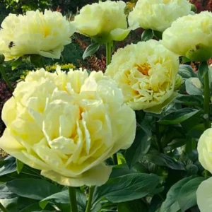 Півонія Лемон Шифон (Lemon Chiffon)