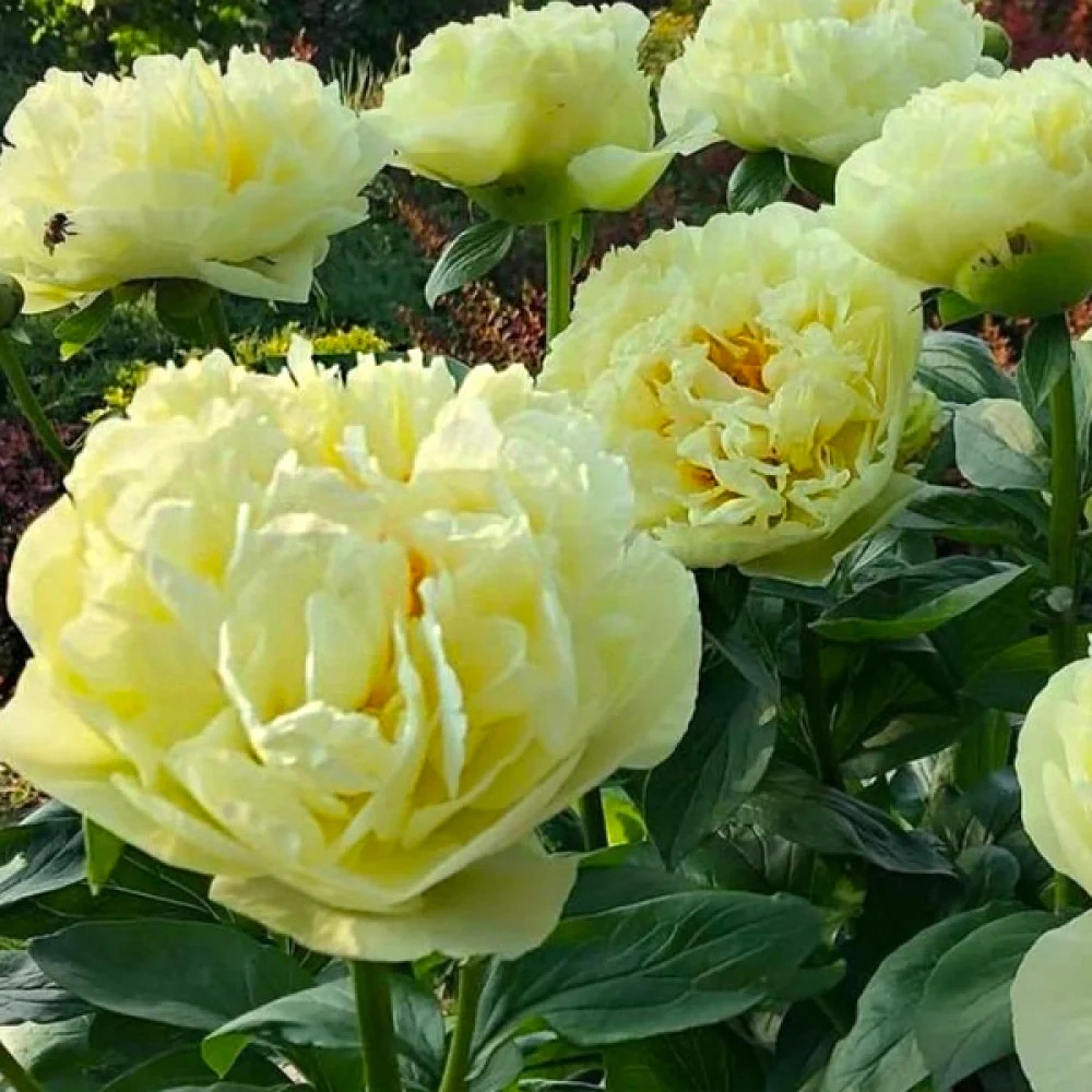 Півонія Лемон Шифон (Lemon Chiffon)