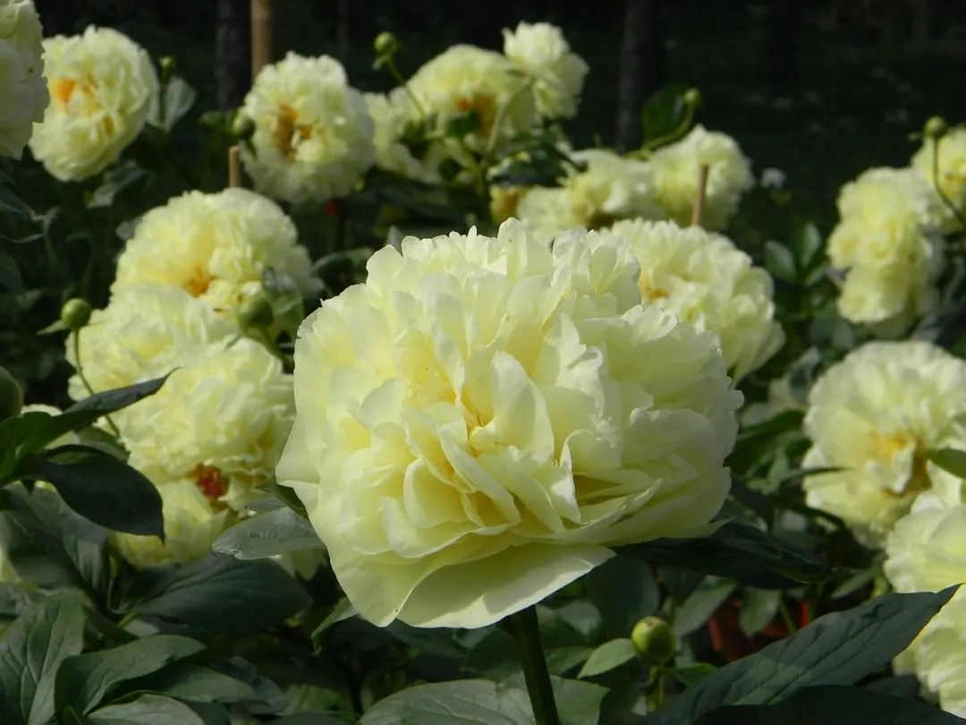 Півонія Лемон Шифон (Lemon Chiffon) - Зображення 4