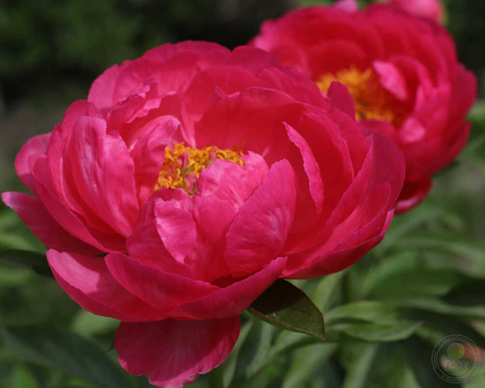 Півонія Цитерія (Cytherea)