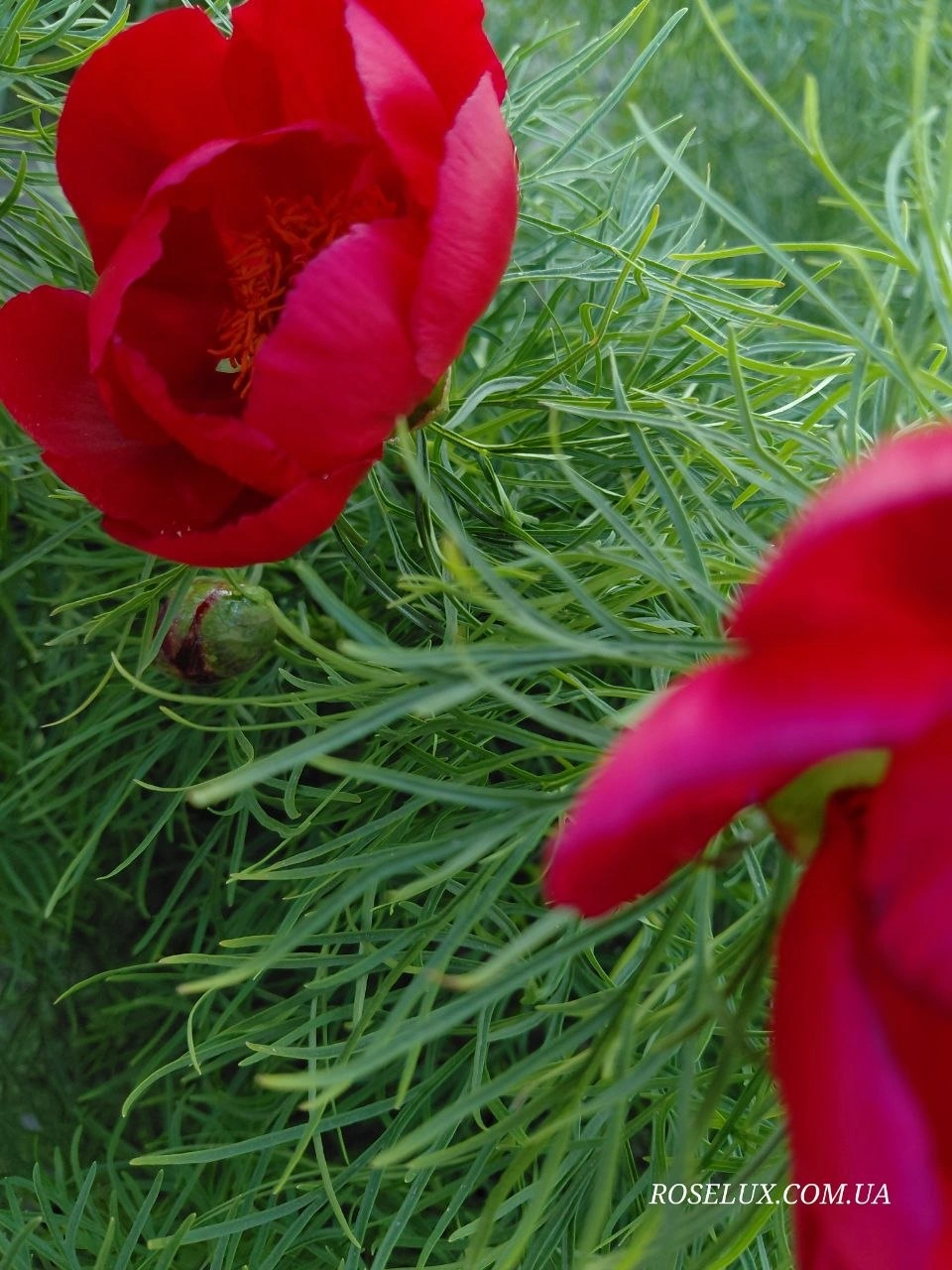 Воронець тонколистий (Paeonia Tenuifolia) - Зображення 4