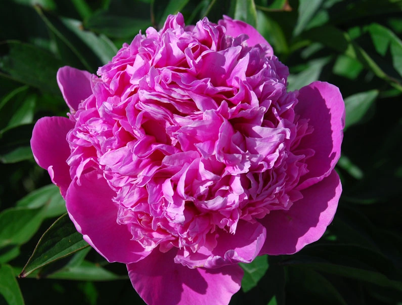 Півонія Едуліс Суперба (Edulis Superba)
